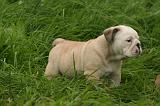 BULLDOG ANGLAIS 154